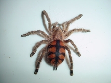 Avicularia minatrix