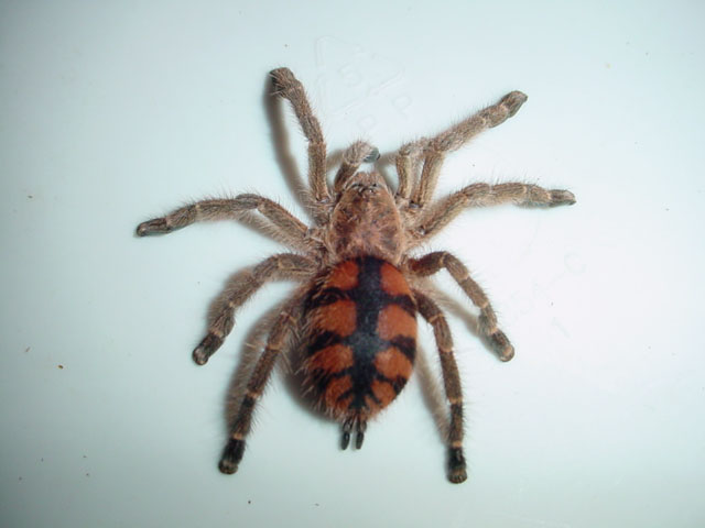 Avicularia minatrix