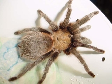 Aphonopelma sp., female