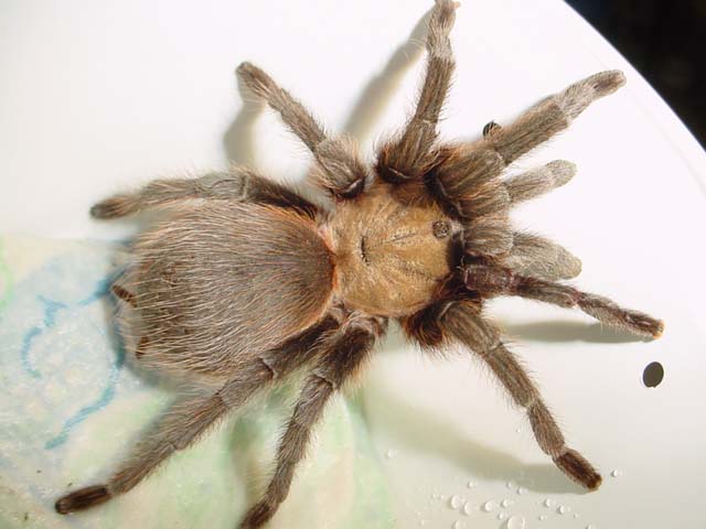 Aphonopelma sp., female