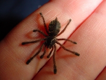 Avicularia purpurea