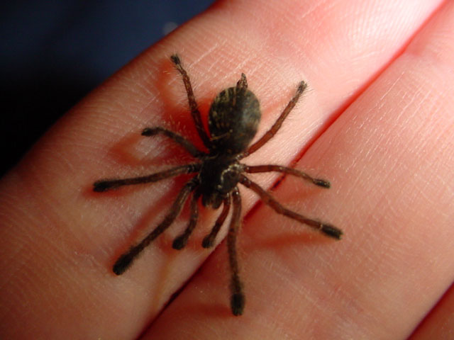 Avicularia purpurea
