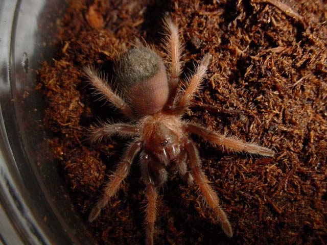Brachypelma emilia
