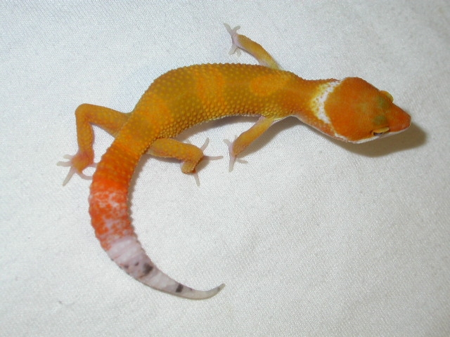 25 days old