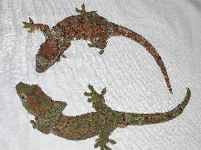 Rhacodactylus chahoua