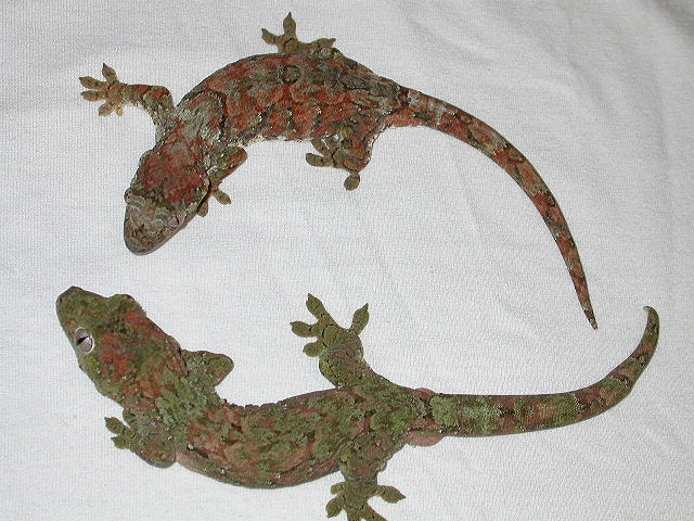 Rhacodactylus chahoua