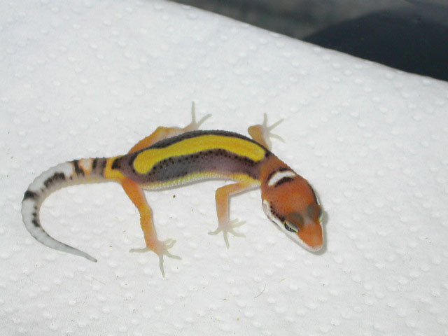 red stripe outcross
