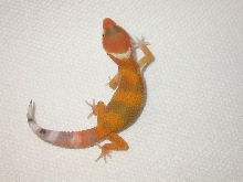 9 days old