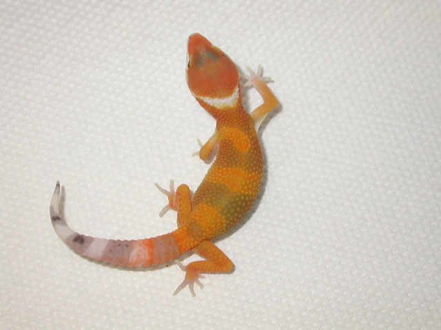 9 days old