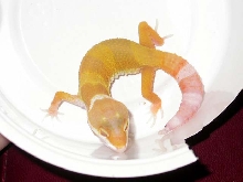 Bell Hybino