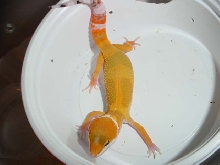 one of my babies, about a month old