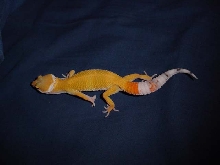 another 03 baby, 1 month old