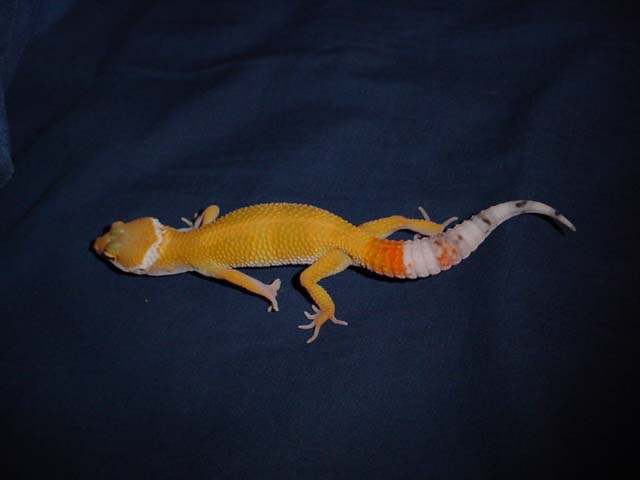 another 03 baby, 1 month old