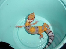 hypo tang, 1 month