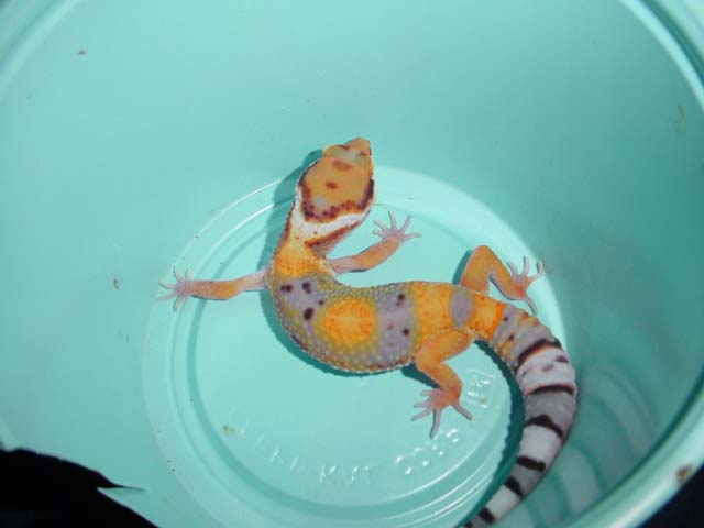 hypo tang, 1 month