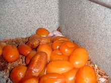 27 slugs and one dead albino baby.. we'l try again next year