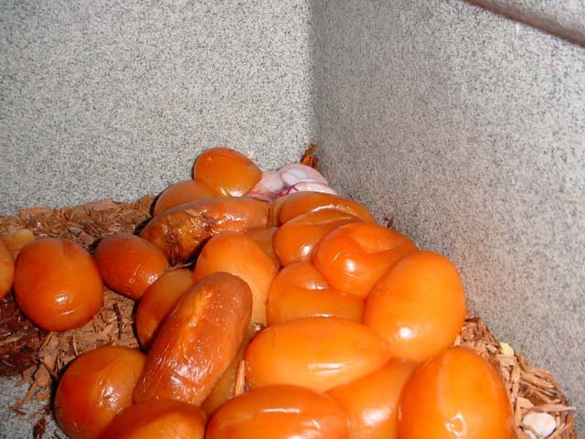 27 slugs and one dead albino baby.. we'l try again next year