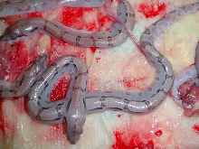 premature babies, sad :-(