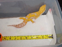 6 month old male tremper giant albino