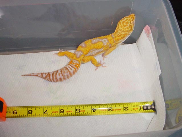 6 month old male tremper giant albino