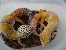 Albino and Het (het owned by r.s.)