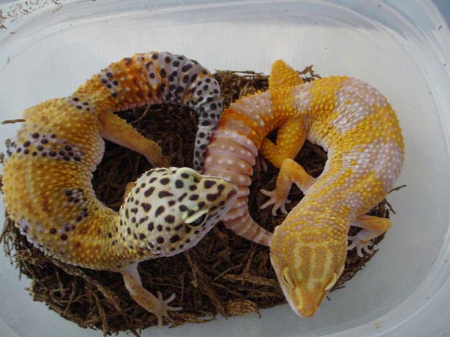 Albino and Het (het owned by r.s.)