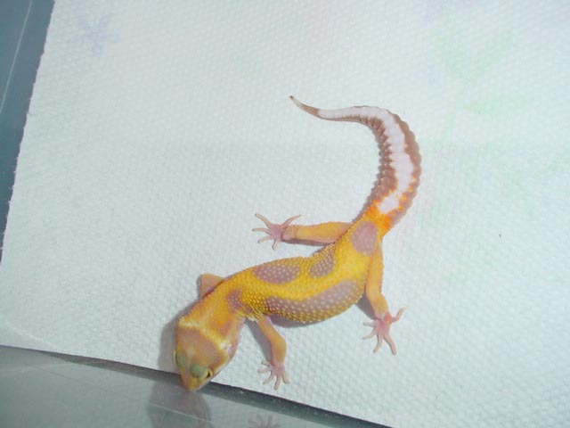 striped tremper