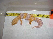 9 month old female Tremper Giant