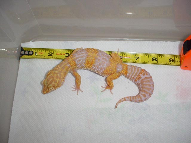 9 month old female Tremper Giant