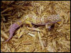 bell albino