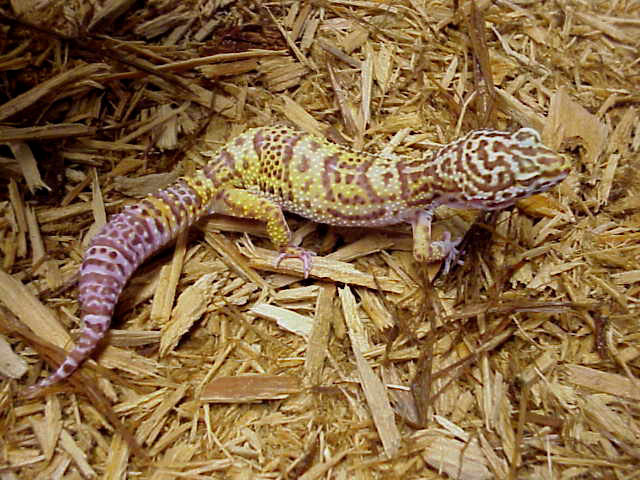 bell albino