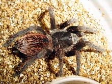 Pamphobeteus antinous