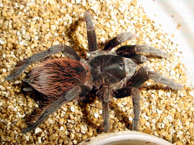 Pamphobeteus antinous