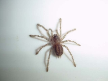 Poecilotheria miranda