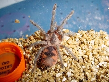 Pamphobeteus platyomma