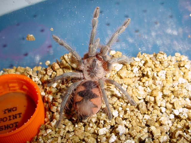 Pamphobeteus platyomma