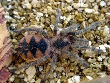 Pamphobeteus platyomma, male, 2.5"