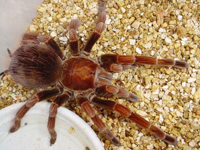 Pamphobeteus platyomma, subadult female