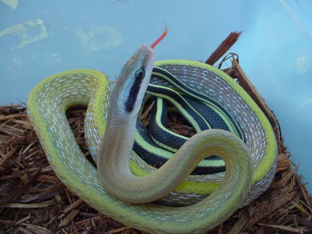 Female 02 ridleyi, $250