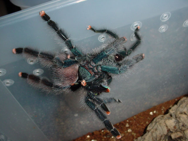 A. avicularia breeding