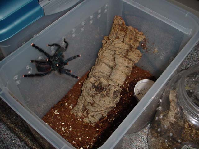 A. avicularia breeding