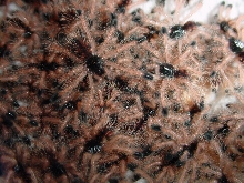 64 freshly molted Avicularia avicularia