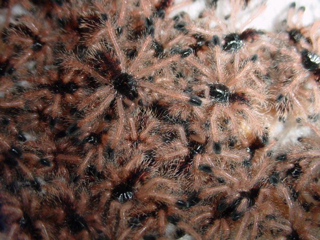 64 freshly molted Avicularia avicularia