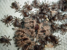 Avic spiderlings starting to molt