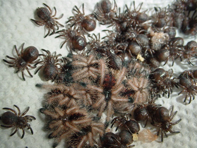 Avic spiderlings starting to molt