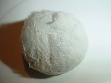 Avicularia avicularia eggsack