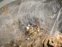 Avicularia avicularia with egg sack