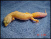 adult female patternless albino breeder