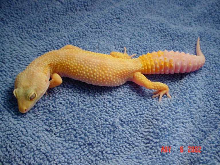 adult female patternless albino breeder