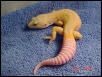adult male patternless albino breeder
